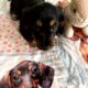 CKC Black & White Tri Dachshund SLASHER