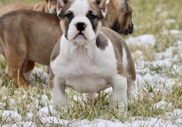 Extreme pocket bully male puppy 2. Abkc.