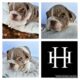 AKC Miniature English Bulldogs