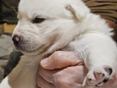 🐾 Korean Jindo Puppies for Sale🐾