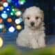 Maltipoo Puppies – 8 week old males