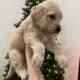 Golden Mountain Doodle Puppies for Sale! 🐶