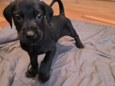 Doberdoodle