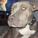American bully