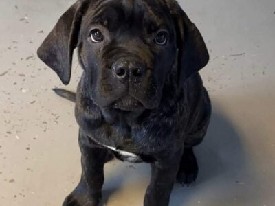 Cane Corso Puppies