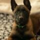 7 Malinois Puppies for Sale