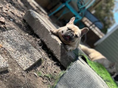 BULLIEST BULLY CHAPO STUD