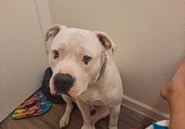 Free American pitbull