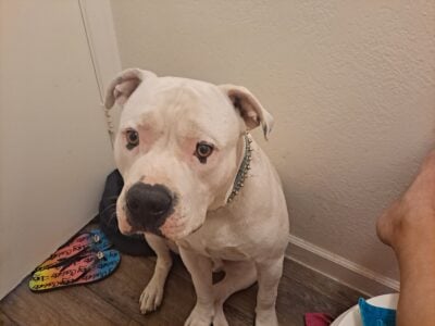 Free American pitbull