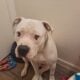 Free American pitbull