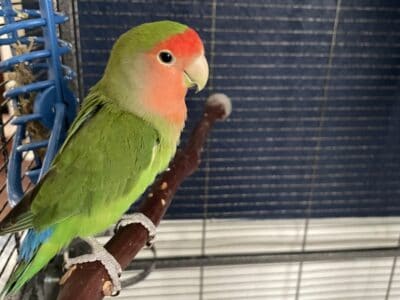 Young Lovebird with cage and toys