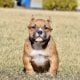 Pocket extreme bull male puppy