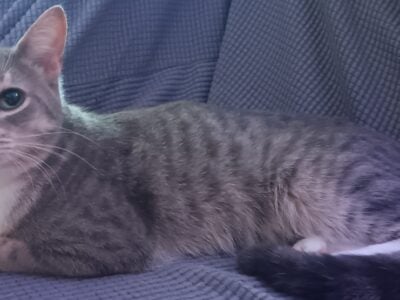 Free 1 year old cats