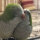2 Quakers for sale