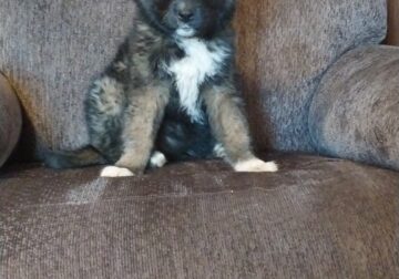free puppies