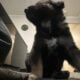 Australian/ German shepherd mix puppies