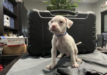 AMERICAN BULLDOG PUPPIES
