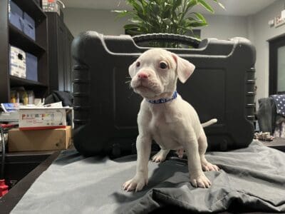 AMERICAN BULLDOG PUPPIES