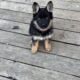 German Shepherd Puppies