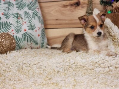 MIni Texas Heelers