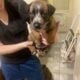 Dutch Shepard/ Belgian malinios puppies