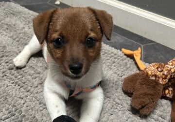 Energetic female pup