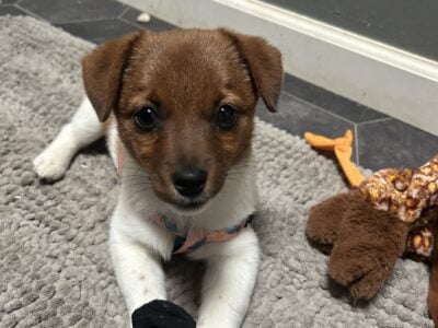 Energetic female pup
