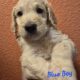 Goldendoodle Puppies