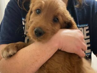 Goldendoodle