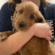 Goldendoodle
