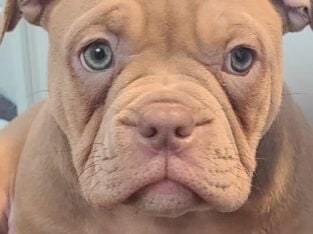 Female pocket bully