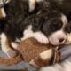 AKC English Springer Spaniels Champion Bloodlines