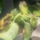 Veiled Chameleon
