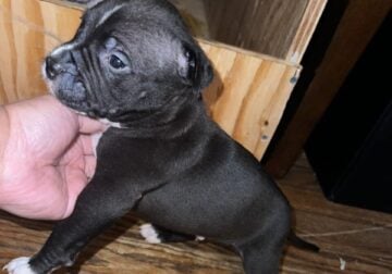 Pitbull puppies