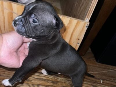 Pitbull puppies