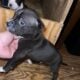 Pitbull puppies