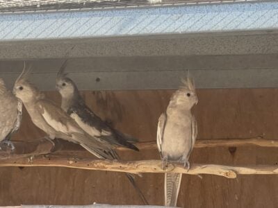 Cockatiels