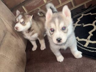 Siberian Huskies For Sale.