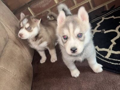 Siberian Huskies For Sale.