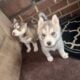 Siberian Huskies For Sale.