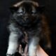 Keeshond Puppies