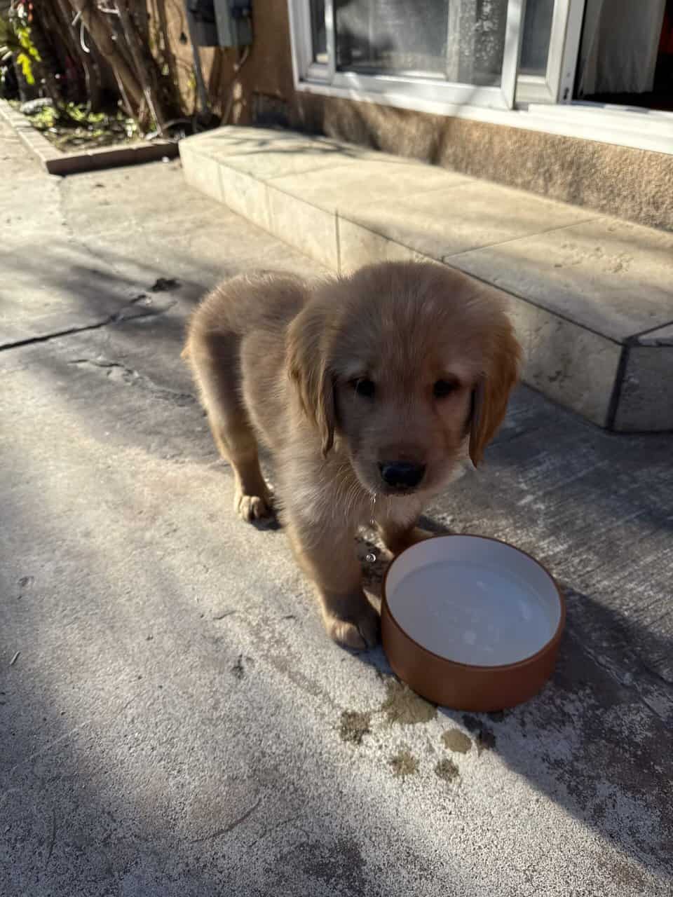 Golden Retriever Puppy 