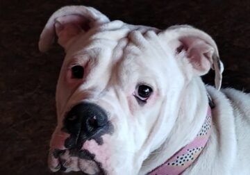 Olde English Bulldogge, 2 years old femal