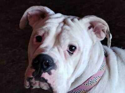 Olde English Bulldogge, 2 years old femal