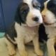 AKC English Springer Spaniels Champion Bloodlines