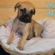 English Mastiff Puppies