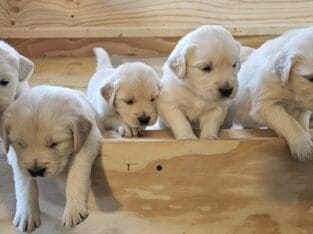 English Cream Golden Retrievers