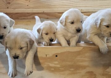 English Cream Golden Retrievers
