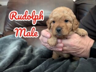 F2 mini labradoodle puppies