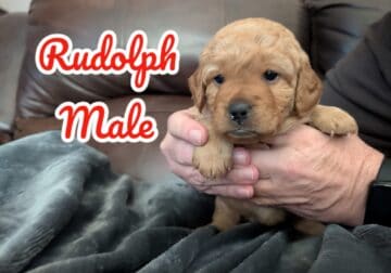F2 mini labradoodle puppies